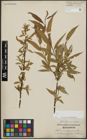 Foto von Salix alba L. x Salix pentandra L.